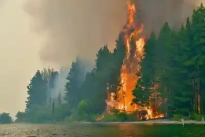 Bariloche: los pinos que nadie plantó ya ocupan el 10% del bosque y nadie frena su avance