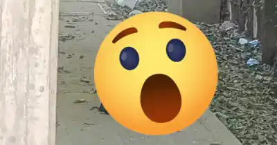 Un zorro suelto en pleno barrio salteño: el pedido urgente que hicieron los vecinos
