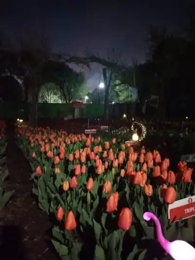 Plantó 80 mil tulipanes en Villa Rumipal y hay un detalle que los vuelve únicos