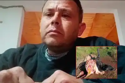 Cazadores furtivos faenan vacas preñadas y dejan una pérdida de $18 millones en Bovril