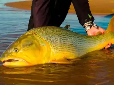 El río no entiende de temporadas: por qué la pesca se convirtió en el salvavidas de Concordia