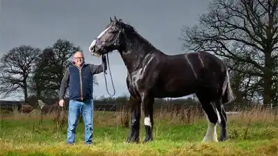 El caballo más alto del mundo vive en Inglaterra: mide casi 2 metros y su dieta sorprende