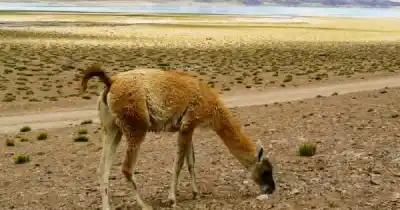 Mendoza busca guardaparques y brigadistas: los detalles que no se publicaron