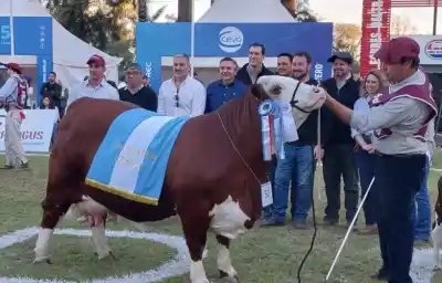 ExpoBRA 2026: tres razas definieron a sus mejores hembras y una cabaña se llevó dos lugares