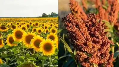 Campo en alerta: Un cultivo clave pierde miles de hectáreas y otro sorprende con un salto inesperado