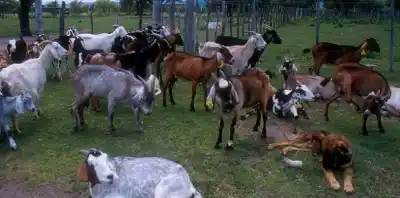 Quilino se prepara para dos días a puro campo: qué se podrá ver y aprender