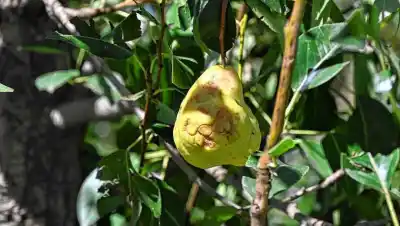 Río Negro abre la inscripción al seguro contra granizo: los productores frutícolas tienen fecha límite y no es la que muchos creen