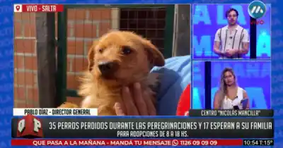 El Milagro se llevó algo más que fe: 24 perros esperan en un rincón de Salta