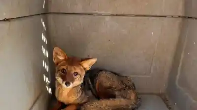 El zorro que atropellaron en Aguilares volvió a su hábitat y hay un detalle que pocos conocen