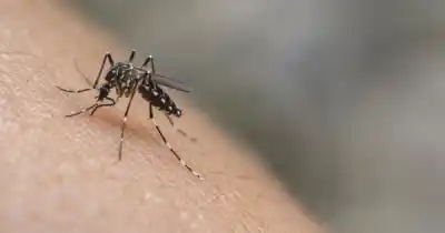 Alerta en el norte de Salta: un diagnóstico confirmado y cuatro casos que nadie esperaba