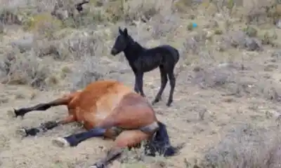 Encontraron una yegua muerta en un descampado y un potrillo de dos semanas no se movió de su lado