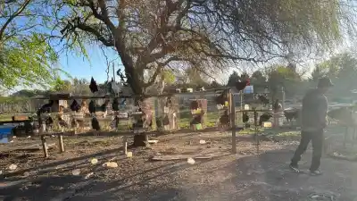 Fueron por una denuncia de violencia de género y terminaron rescatando 61 aves en Nuevo Alberdi