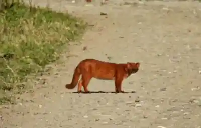Caminaba por un parque de Tucumán y la cámara captó algo que casi nadie ve