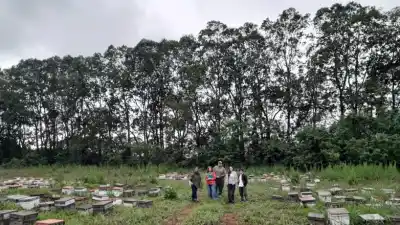 La miel tucumana que solo se produce en campos de limón: la revisión que define quién puede usar el sello