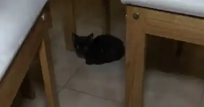 Rescate en pleno centro: el dramático operativo para salvar a un gatito atrapado a metros de altura