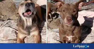 Les tiraron carne con vidrio, sobrevivieron y ahora esperan algo que no llega: "Siguen juntitos"
