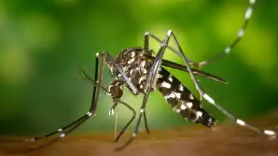Puerta a puerta en Posadas: el operativo que busca frenar al dengue antes del calor