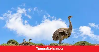 La advertencia que activó la alarma en Santa Cruz: lo que nadie debe hacer con los huevos de aves silvestres