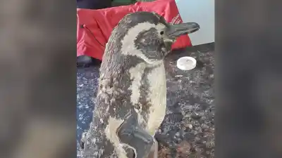 Publicó un aviso para vender algo que muy pocos tienen en su casa