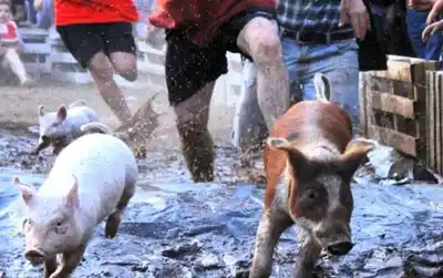 Pomona se bajó del "lechón enjabonado" y de la carrera de gallos: la frase del intendente que encendió la polémica
