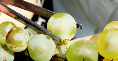 La polilla que amenaza la cosecha: entregan insumos en el Valle de Uco y hay fecha límite para anotarse