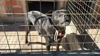 Caminaron kilómetros por la fe: 35 mascotas esperan en el Centro de Adopciones de Salta