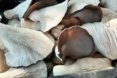 Neuquén: el negocio que crece en un espacio mínimo y con residuos de cocina