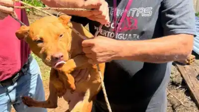 Cayó a un pozo de siete metros en Iguazú: el rescate que movilizó a los bomberos