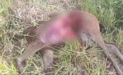 Un puma entró al haras y mató a tres potrillos: el dueño no puede creer lo que perdió