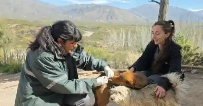 Vacunaron a perros y gatos del piedemonte: el dato que anotaron para lo que viene