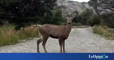 El huemul está en peligro y Los Glaciares abren una charla clave: qué se va a revelar