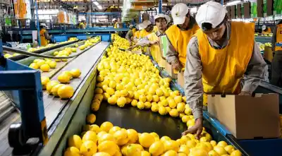 Las exportaciones tucumanas no frenan: el sector que se llevó casi el 60% de las divisas