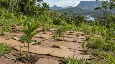 Cubrieron el suelo con cartón en un bosque de Brasil y el resultado los dejó mudos