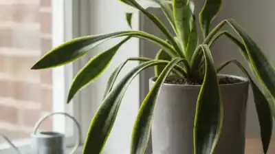 El secreto de los jardineros para revivir una lengua de suegra marchita: el ingrediente que pocos tienen en cuenta