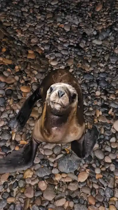 Un lobito marino se perdió en la Ruta 1 y cuatro pescadores no dudaron: lo que hicieron después dio la vuelta