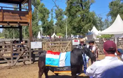 ExpoBRA 2026: los ganadores de la jura de machos que sorprendieron a todos