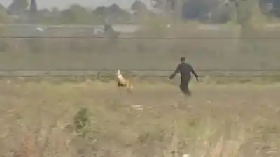 Un aguará guazú desató una persecución de casi una hora en las afueras de Rosario