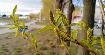 Primavera en Santa Cruz: el día y la hora exacta en que llega, y dónde hará más calor