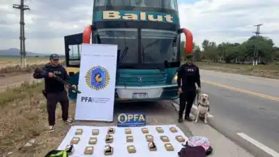 El perro marcó dos mochilas en el colectivo y nadie las reclamó: lo que había adentro