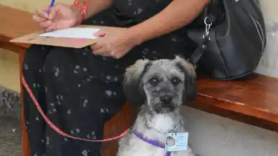 La castración masiva en Palpalá que ya pasó por el quirófano a cientos de animales