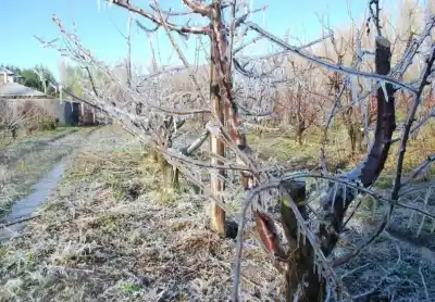Las heladas golpearon fuerte en San Juan: ya hay más de 800 denuncias y la cifra no deja de subir