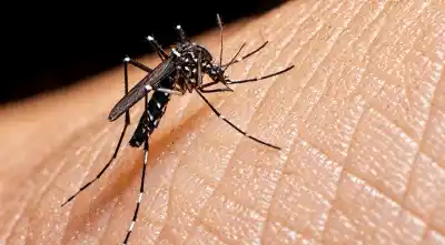 Salta en alerta por un caso de chikungunya: qué se sabe del paciente y dónde vive
