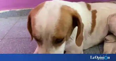 Lo abandonaron, se enfermó y ahora busca una segunda chance en Caleta Olivia