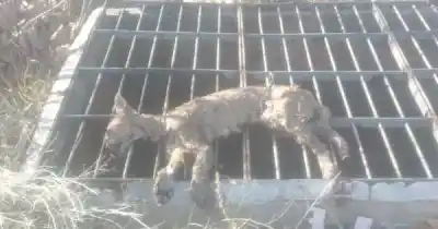 Buscaban a un puma juvenil en Luján y hallaron un cuerpo en el canal Cacique Guaymallén