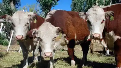 Río Negro cambió las reglas del campo: los tres cambios que nadie esperaba