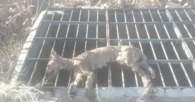 Buscaban a un puma juvenil en Luján de Cuyo y el aviso final llegó desde un canal
