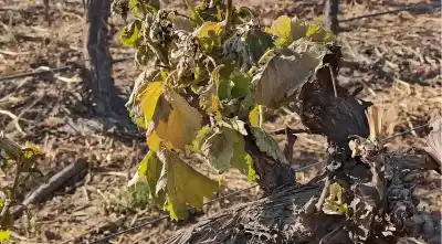 La helada que nadie esperaba en Cafayate: los viñedos amanecieron bajo cero y ahora los productores temen lo peor