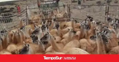 Santa Cruz busca un sello único para su guanaco: qué se juega la provincia