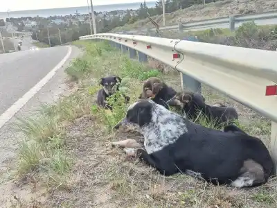 Rescataron a una perra y sus tres cachorros al borde de la ruta: lo que buscan ahora es urgente