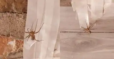 Encontró una araña de rincón en su casa de Roca y no es la primera vez: qué hacer si aparece una